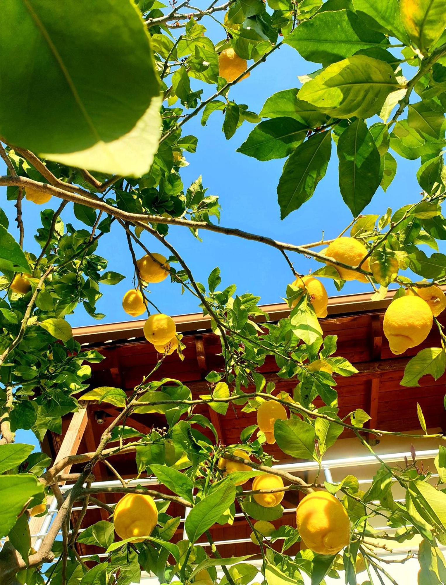 Philoxenia Guest House Himare Exterior foto